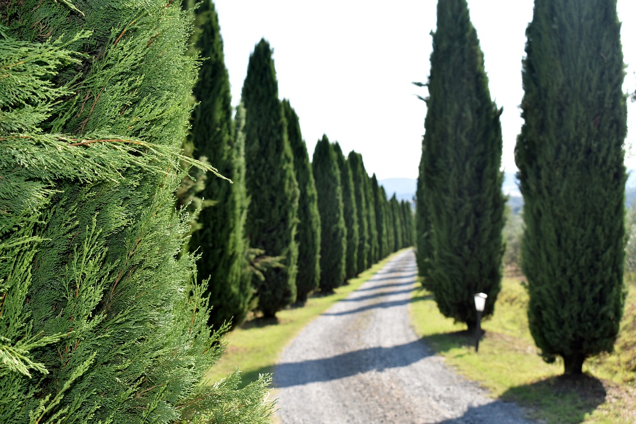 A road among cypress trees. The short stories are journeys into another world